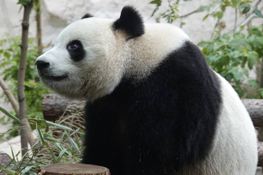 В Московском зоопарке для панды Жуи построят снежную крепость