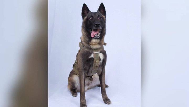 Трамп опубликовал фото собаки, участвовавшей в операции против аль-Багдади