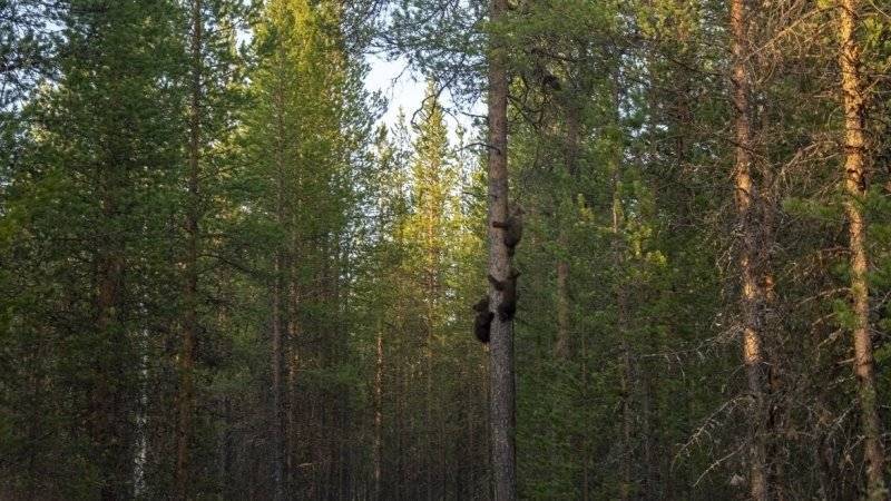На Камчатке медведи стали выходить к людям из-за разросшихся свалок