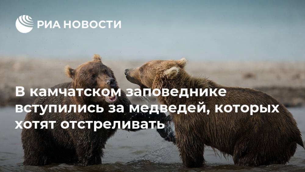 В камчатском заповеднике вступились за медведей, которых хотят отстреливать