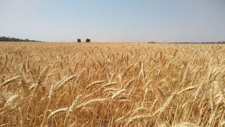 Россия к 26 сентября сократила экспорт зерна на 10,7 процента
