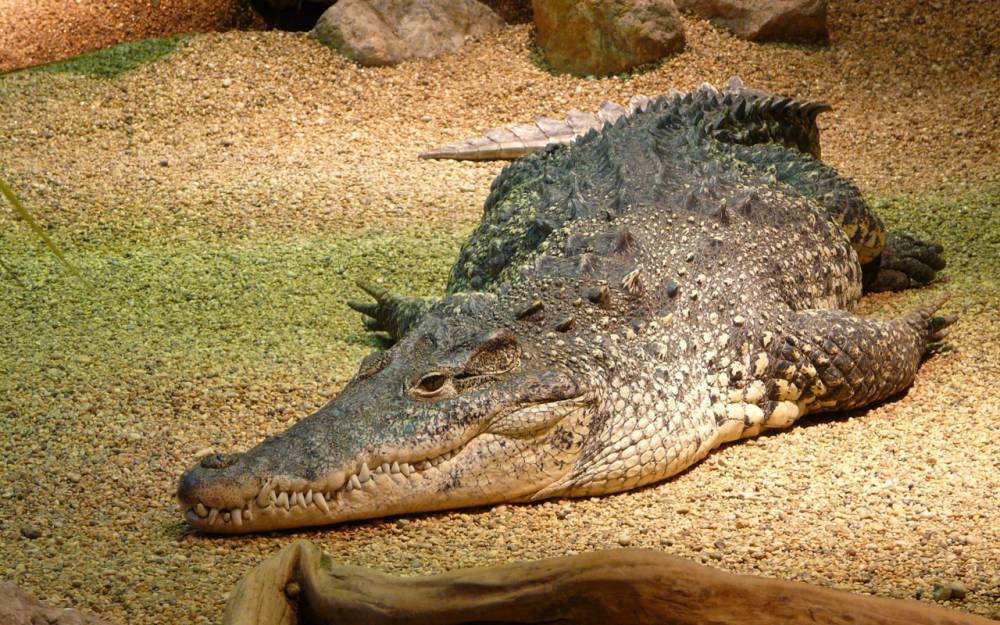 Перебегавший дорогу крокодил попал под грузовик в Подмосковье