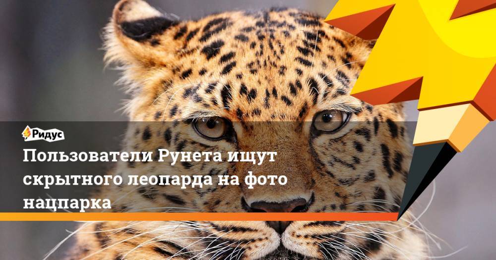 Пользователи Рунета ищут скрытного леопарда на фото нацпарка