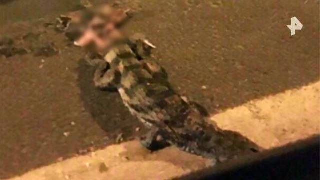 Мертвый крокодил напугал жителей Пушкинского района Подмосковья