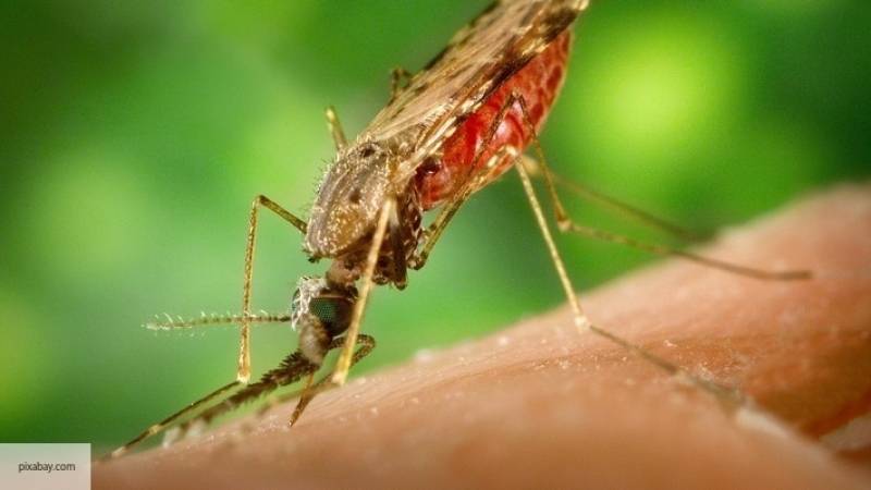 Австрийские СМИ предупредили о комарах-мутантах, переносящих опасные вирусы