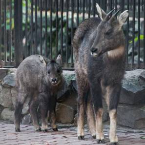 В зоопарке Новосибирска впервые родился козленок китайского горала