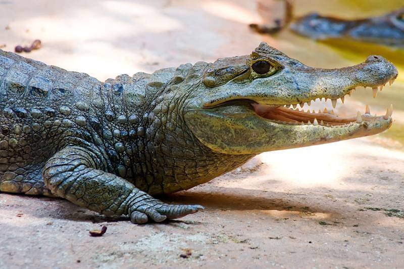 На трассе в Подмосковье крокодил устроил ДТП
