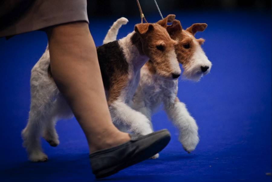 Гости фестиваля для владельцев собак в "Крокус Экспо" смогут увидеть около 270&nbsp;пород