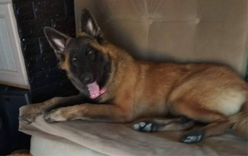 "Мама умерла, верните собаку": житель Бат-Яма заплатил выкуп за украденного пса
