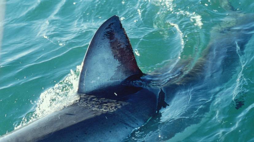 В Австралии при нападении акулы пострадали два человека