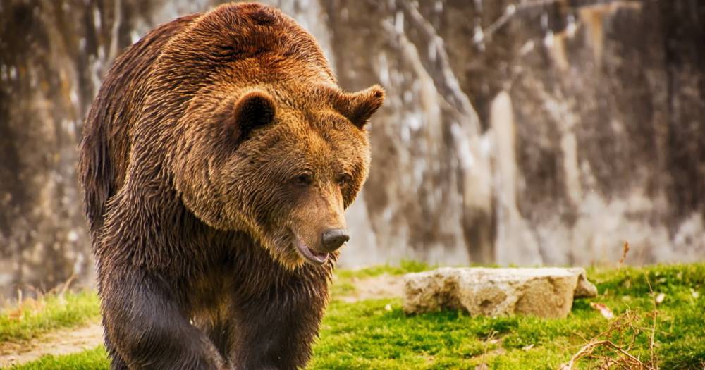 В Приморье открылся приют для&nbsp;медведей