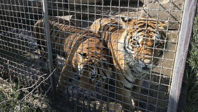 В Белоруссии стали умирать тигры