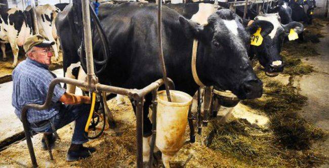 Литовским крестьянам из зоны загрязнения в Алитусе запретили сдавать молоко