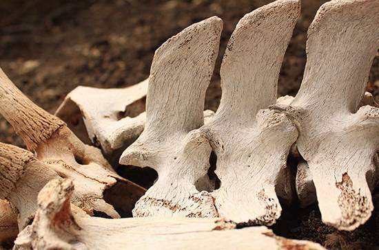 В Приморском крае обнаружены останки древних животных