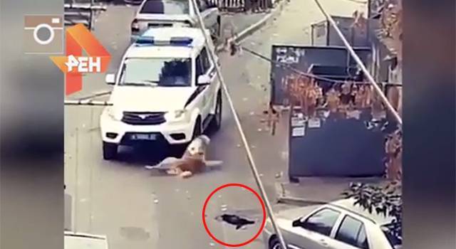 В МВД прокомментировали попытку полицейских в Ростове задавить собаку