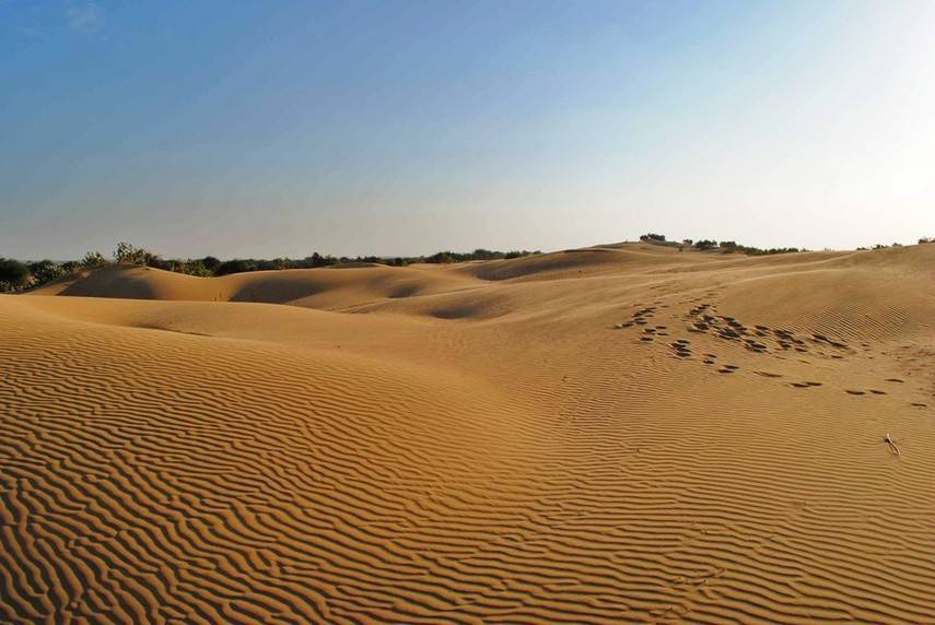 Херсон под угрозой песчаных бурь: незаконно рубят лес у пустыни (Видео)