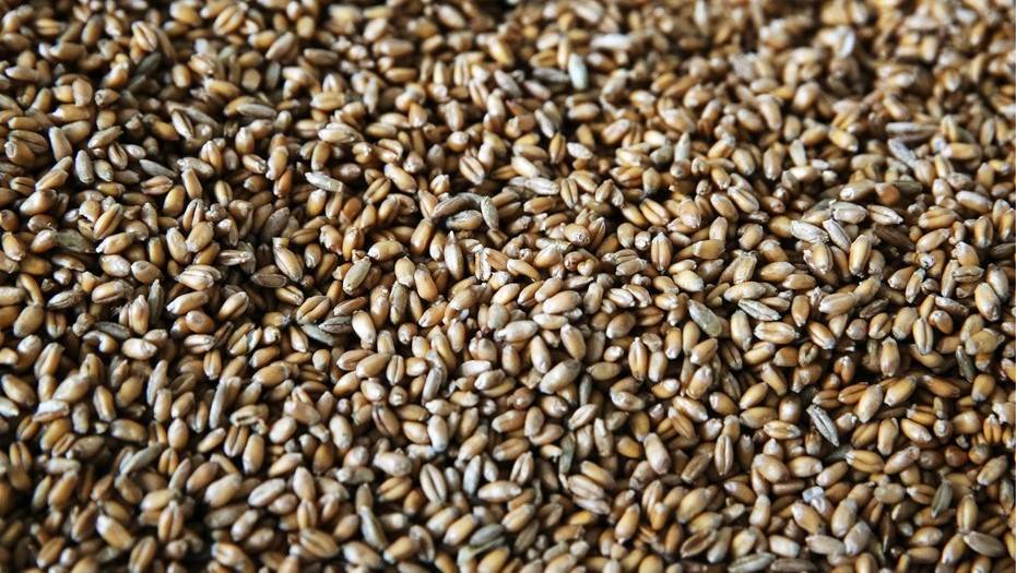 РФ возобновила поставки пшеницы во Вьетнам