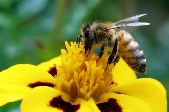 Гибель пчёл в 2019 году не стала чрезвычайной ситуацией, заявили в Минсельхозе