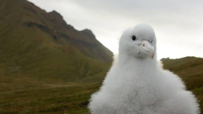 Спасти альбатроса: на островах в Южной Атлантике уничтожат всех мышей