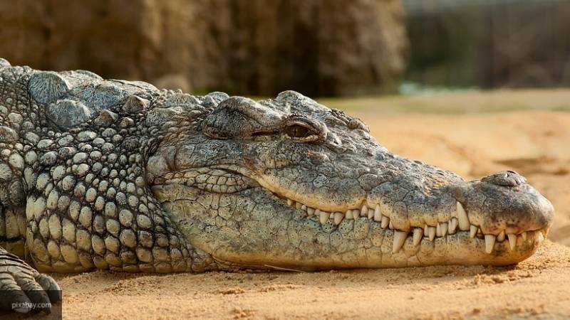 Школьница из Зимбабве выколола глаза крокодилу, спасая свою подругу