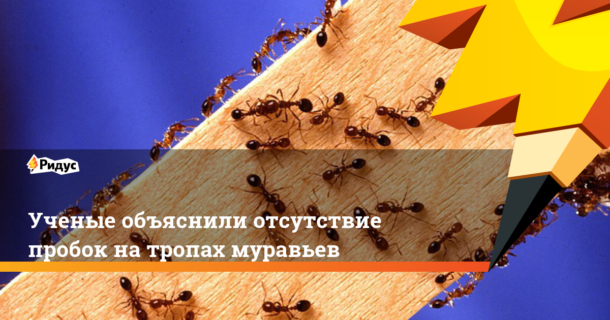 Ученые объяснили отсутствие пробок на тропах муравьев