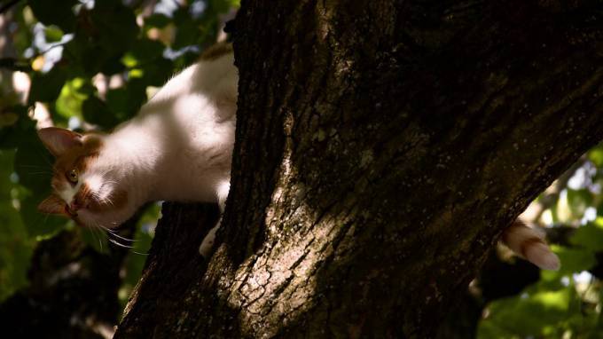 В Ленобласти кот прятался от собак на дереве целую неделю