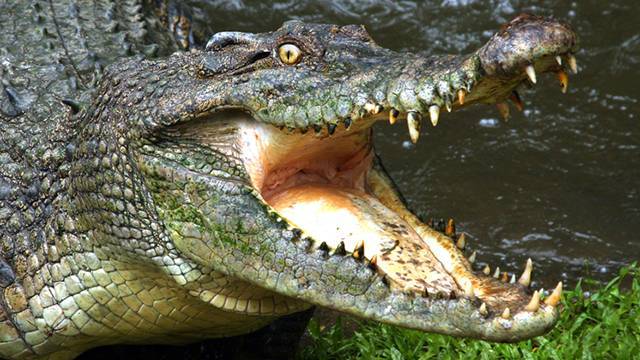 11-летняя девочка выколола крокодилу глаза, спасая подругу от хищника