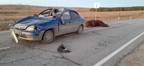 «Перелетела через машину». В Челябинской области водитель легковушки сбил лошадь