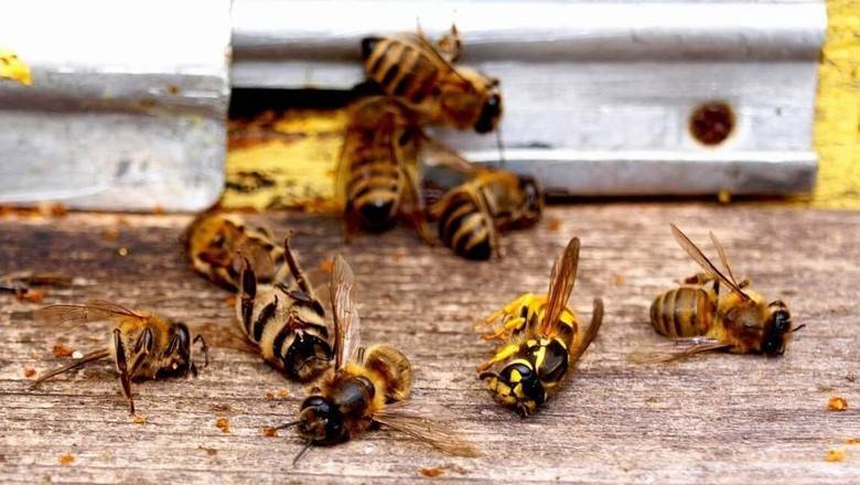 В Минсельхозе не считают гибель пчел массовой