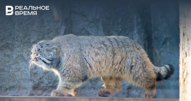 В Татарстане может появиться центр по изучению редких видов кошек