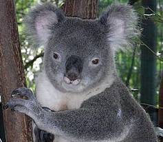 Сотни коал, вероятно, погибли во время лесного пожара в Австралии - Cursorinfo: главные новости Израиля