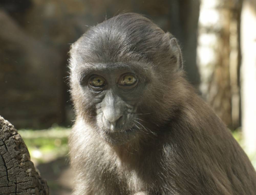 Ленинградский зоопарк рассказал, почему человека относят к животным и отряду приматов