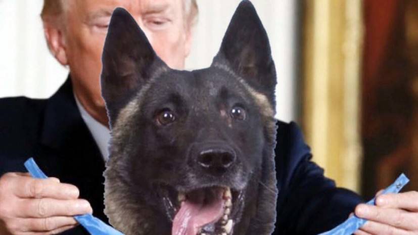 Трамп назвал героем участвовавшего в ликвидации аль-Багдади пса