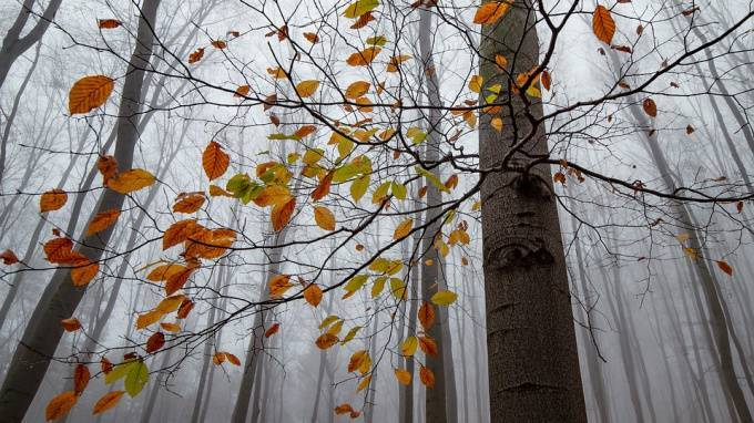 Ленобласть вошла в топ-5 регионов по эффективному управлению лесами