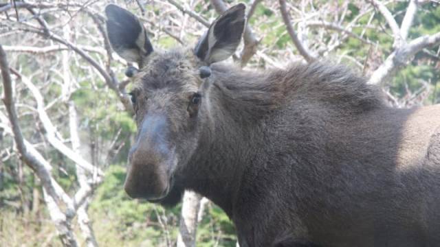 В Карелии осудили браконьеров, убивших трех беременных лосих