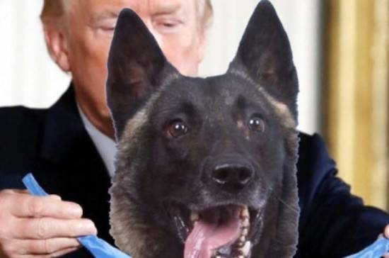 Трамп назвал героем пса, участвовавшего в ликвидации главаря ИГ