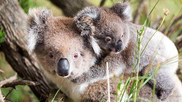 В Австралии в природном пожаре заживо сгорели 350 коал