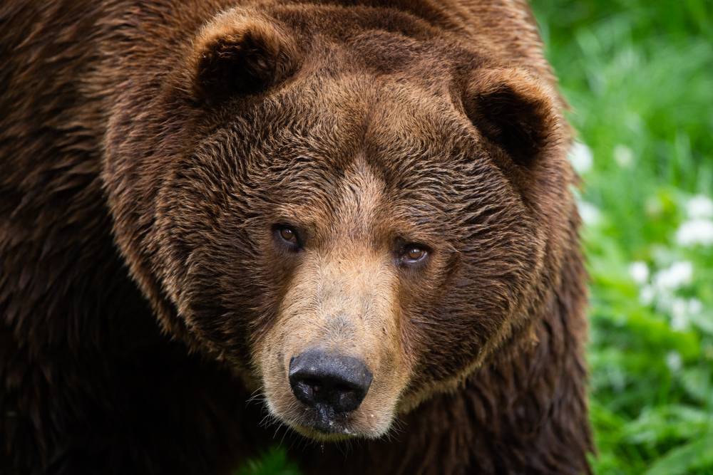 В Чите в трех километрах от центра города застрелили медведя