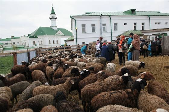 В Казани на богослова за призыв не забивать баранов пожаловались прокурору