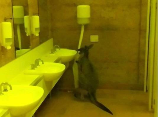 Туристов шокировали кенгуру, поедающие туалетную бумагу