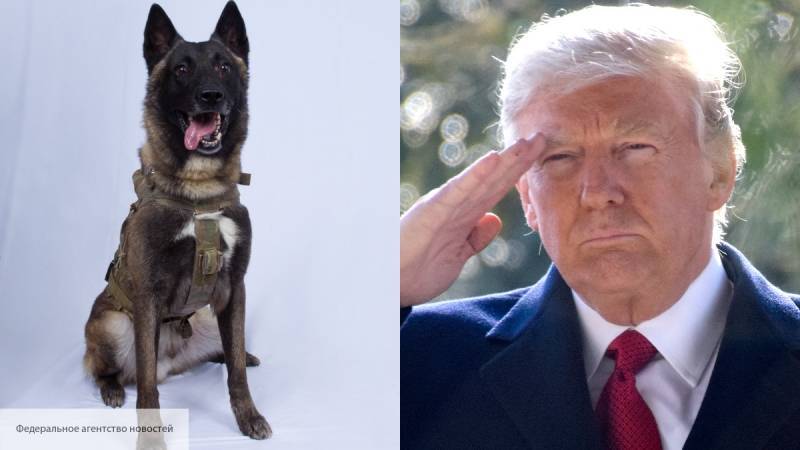Трамп отблагодарил пса-героя за «ликвидацию» аль-Багдади нарисованной медалью