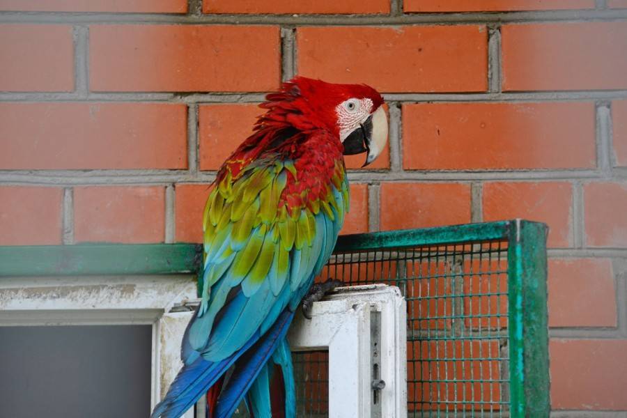 Ветеринары рассказали о деструктивных наклонностях крупных попугаев