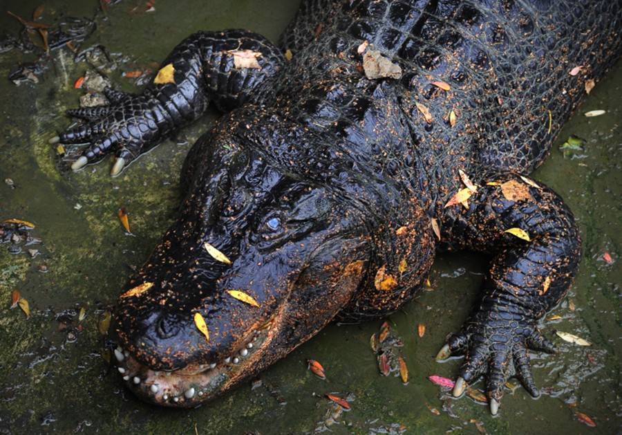 Крокодил погиб под колесами грузовика в Пушкинском городском округе