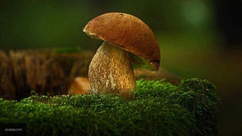 Эксперт рассказал, что грибной сезон в Подмосковье продлится до ноября