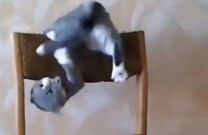 Видео: Кот исполнил невероятный акробатический трюк, чем поразил Сеть