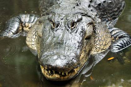 В желудке мертвого аллигатора нашли выброшенные туристами деньги