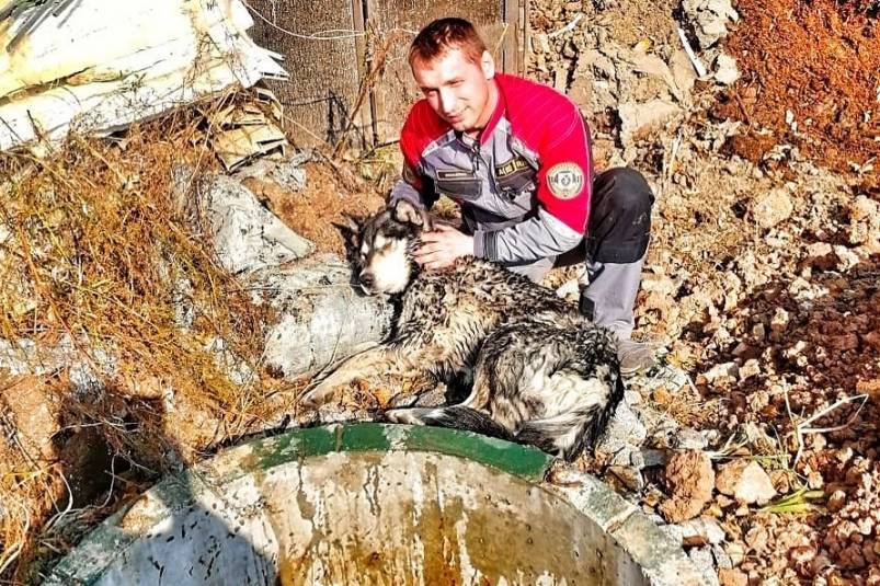 Под Хабаровском спасли пса, который провел в колодце 10 часов