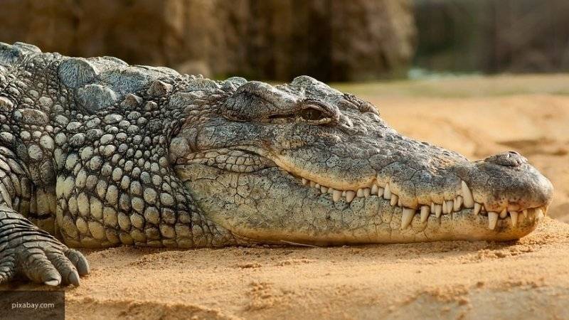 Крокодил погиб под колесами грузовика в Подмосковье