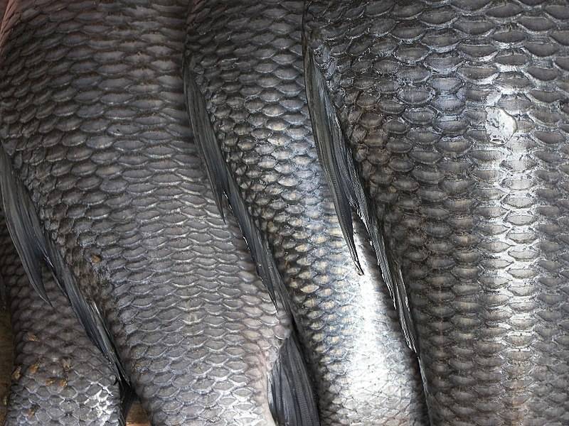 Исследование: рыбы испытывают боль - Cursorinfo: главные новости Израиля