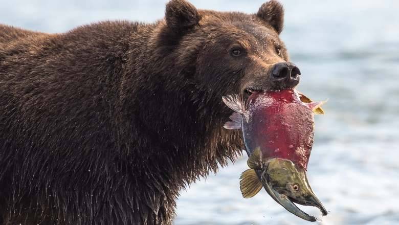Ученые вступили против отстрела медведей в Камчатском заповеднике